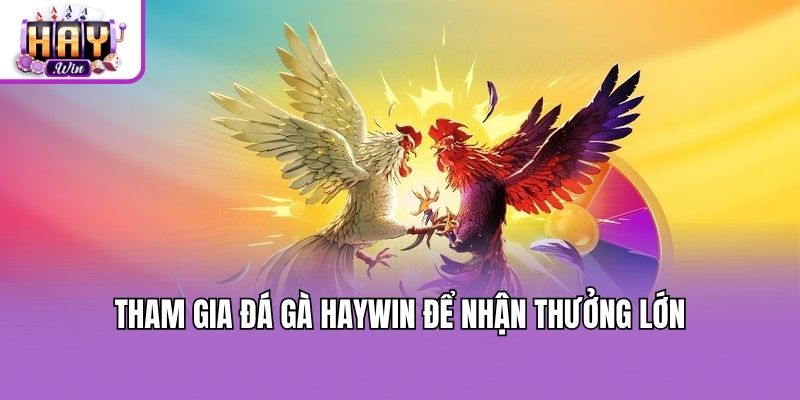 Tham gia đá gà Haywin để nhận thưởng lớn