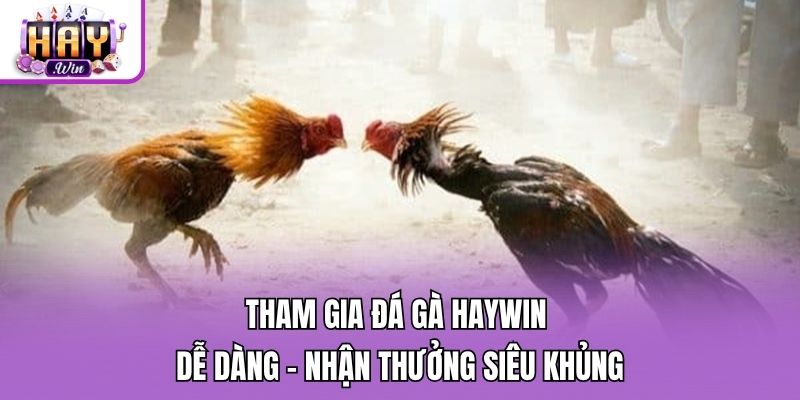 Tham Gia Đá Gà Haywin Dễ Dàng - Nhận Thưởng Siêu Khủng